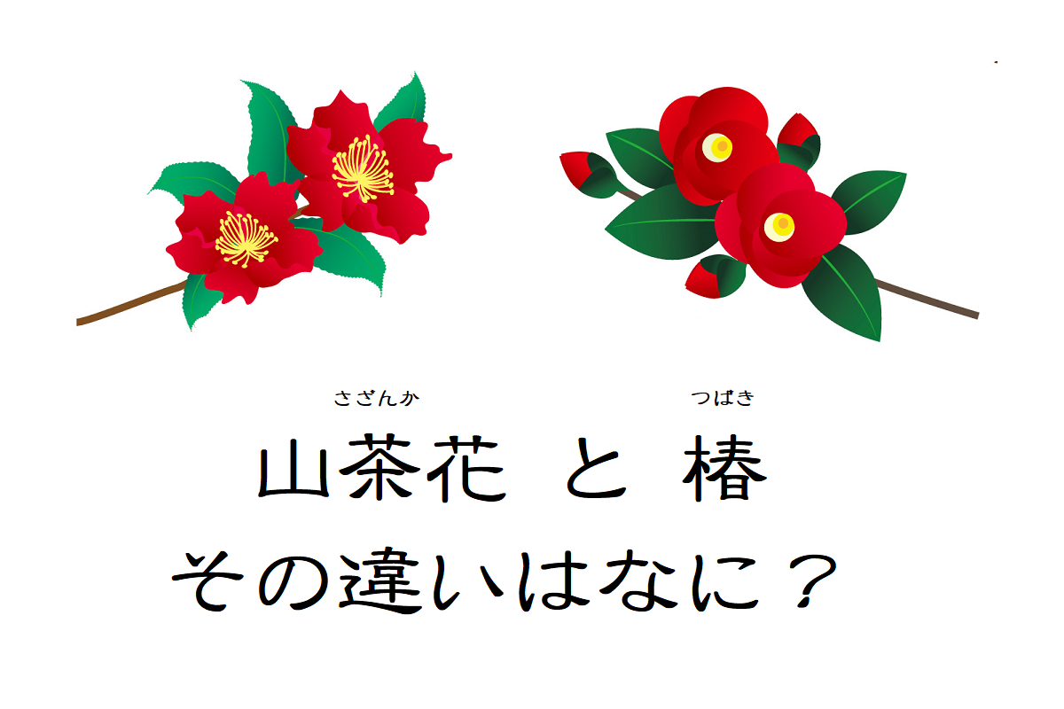 そっくりな花 山茶花 と 椿 その違いは それぞれの花言葉はなに ニコニコニュース