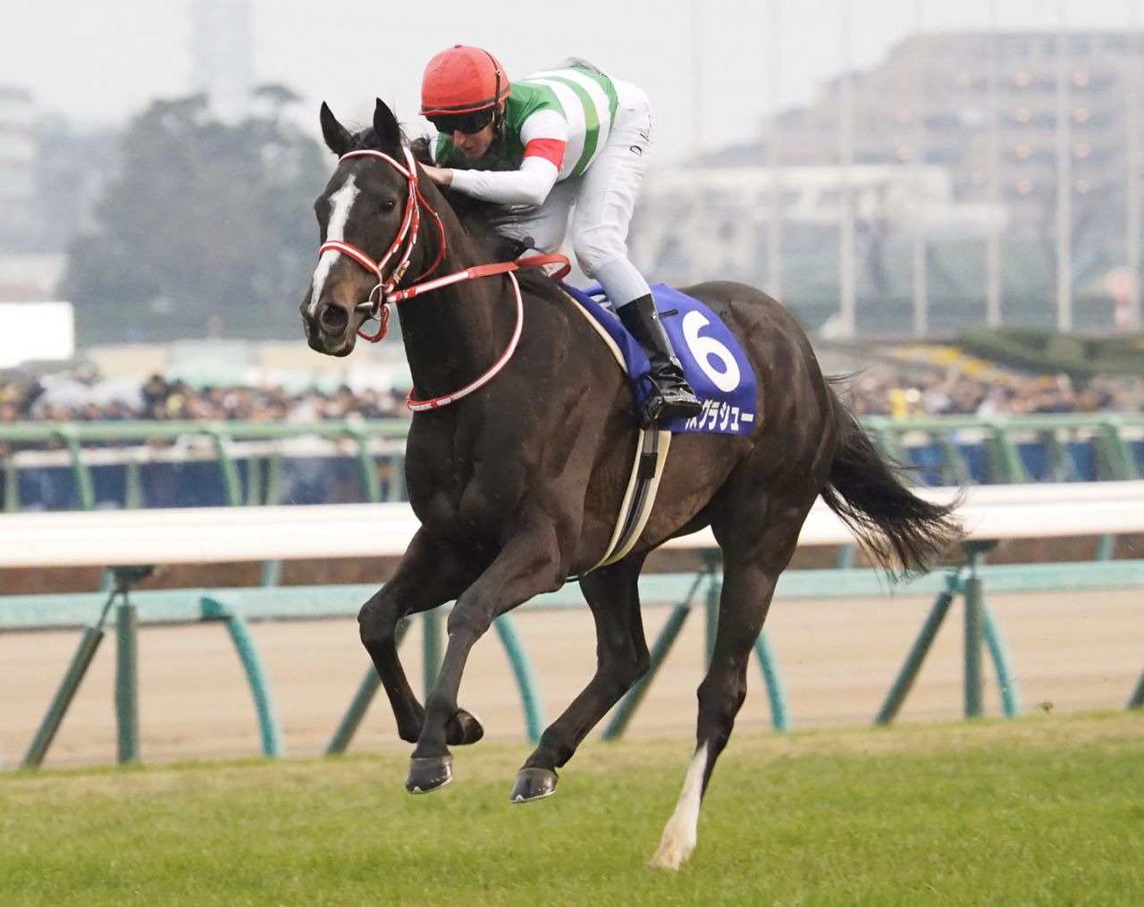 有馬記念ファン投票スタート ニコニコニュース