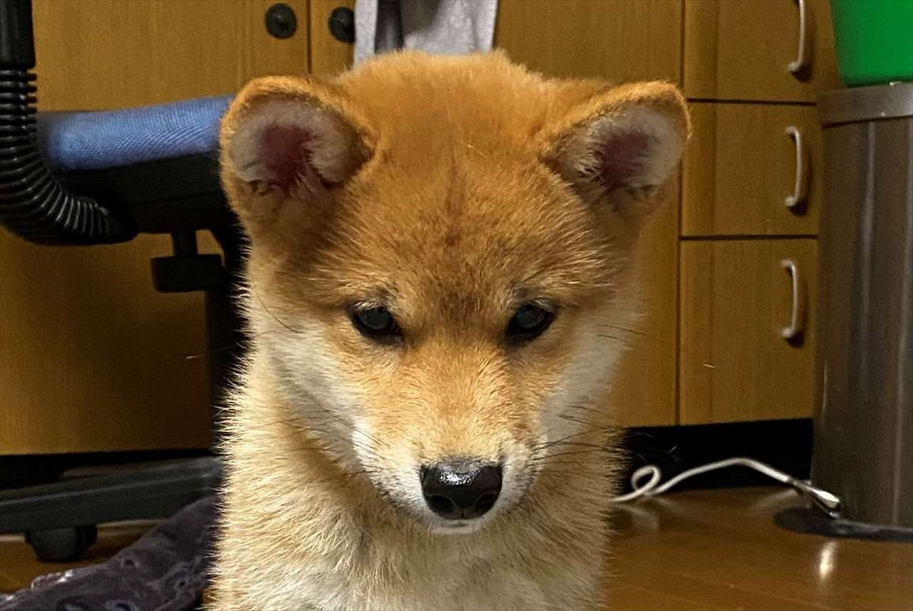 あれ 座り方が何か変 俺の知っている犬の座り方と違うが 可愛いから許す 笑 ニコニコニュース