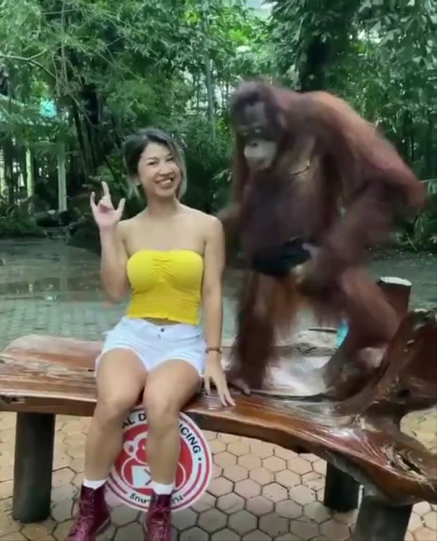 動画 女性がオラウータンと写真 オラウータンが後ろから胸をわしづかみ お前人間だろ の声 ニコニコニュース