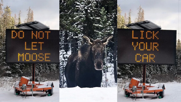 オンリーカナダ ヘラジカに車を舐めさせないでください の標識が出現 その理由とは ニコニコニュース