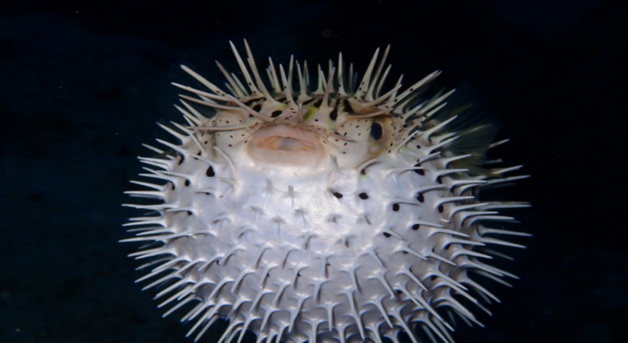 フグの仲間の魚 ハリセンボン 毒はあるの 針は実際どのくらいあるの ニコニコニュース