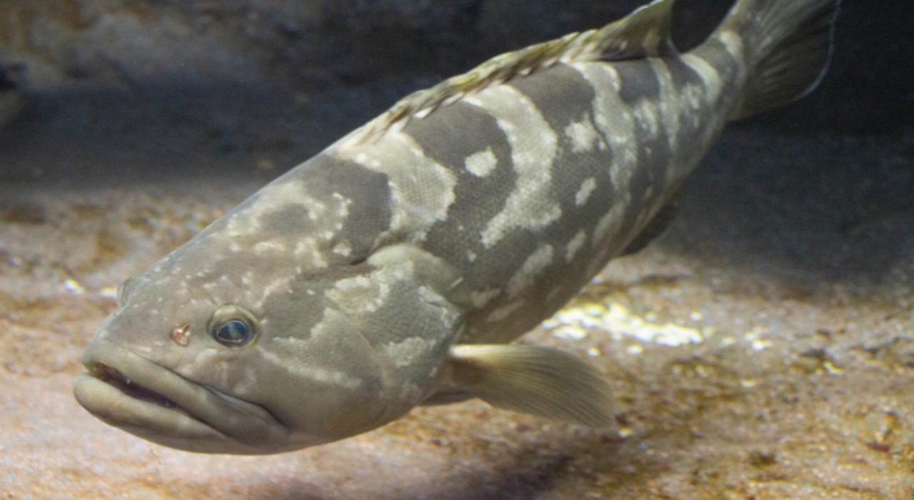 高級魚 クエ とはどんな魚 ハタとは違う魚なの ニコニコニュース