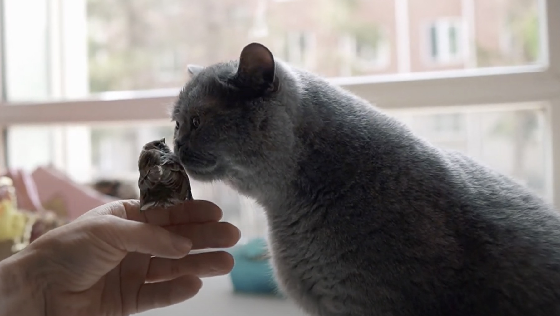 自らが助けたスズメの雛に鼻チュー 猫は注ぐよ慈愛の眼差し ニコニコニュース