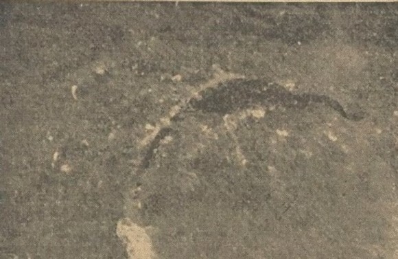 巨大生物なのか 飛行機から撮影された 海の怪獣 の驚くべき写真 1936年 ニコニコニュース