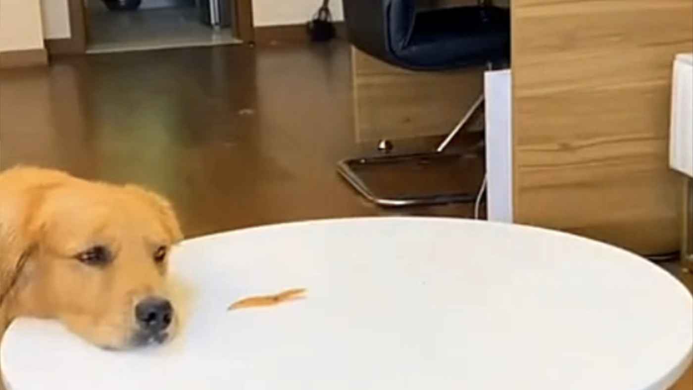 天才だ ずる賢すぎるゴールーデンレトリバーが話題に ニコニコニュース