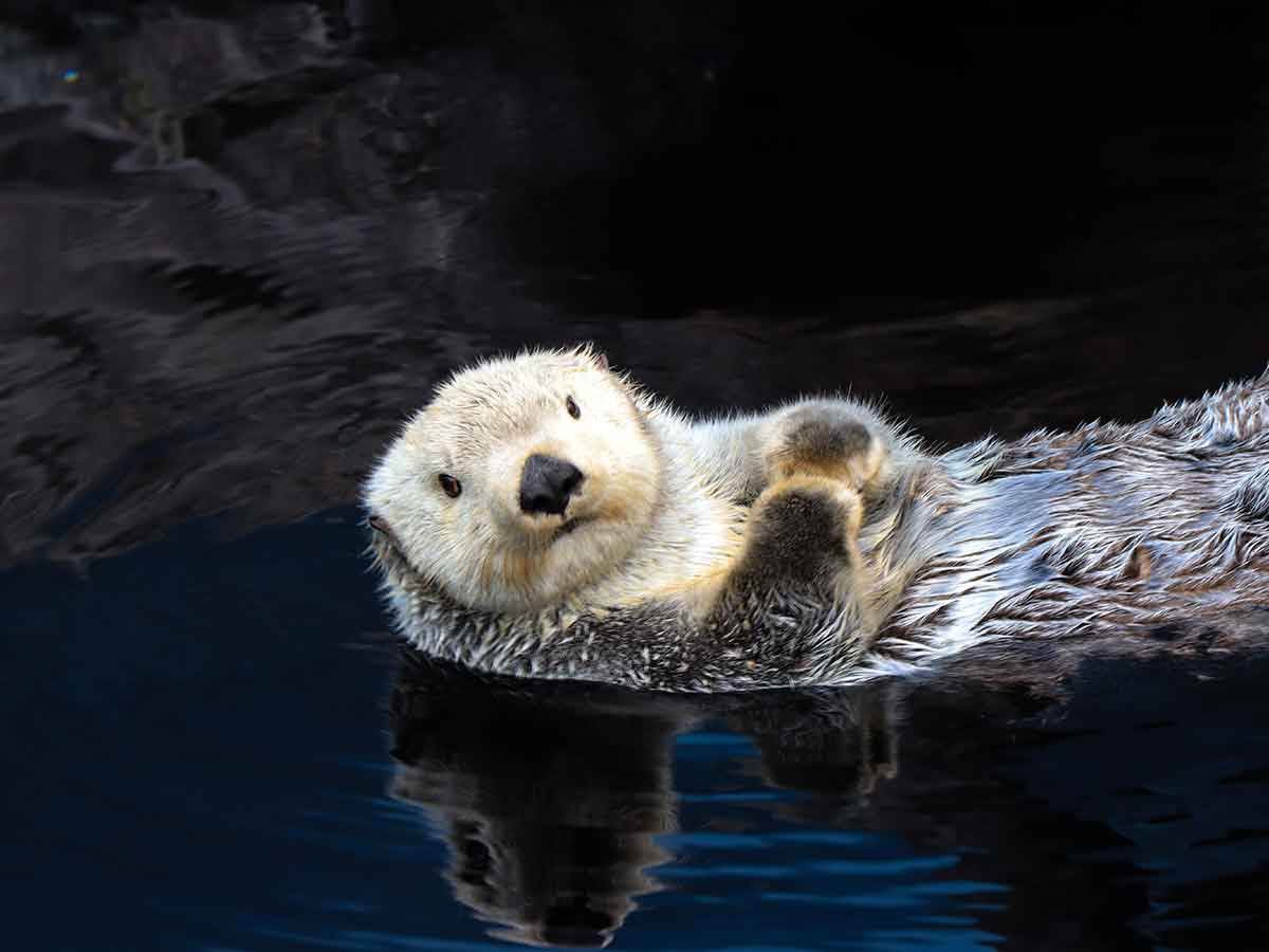 え ラッコってこんなことできるの ある水族館の放水訓練の様子が話題に ニコニコニュース