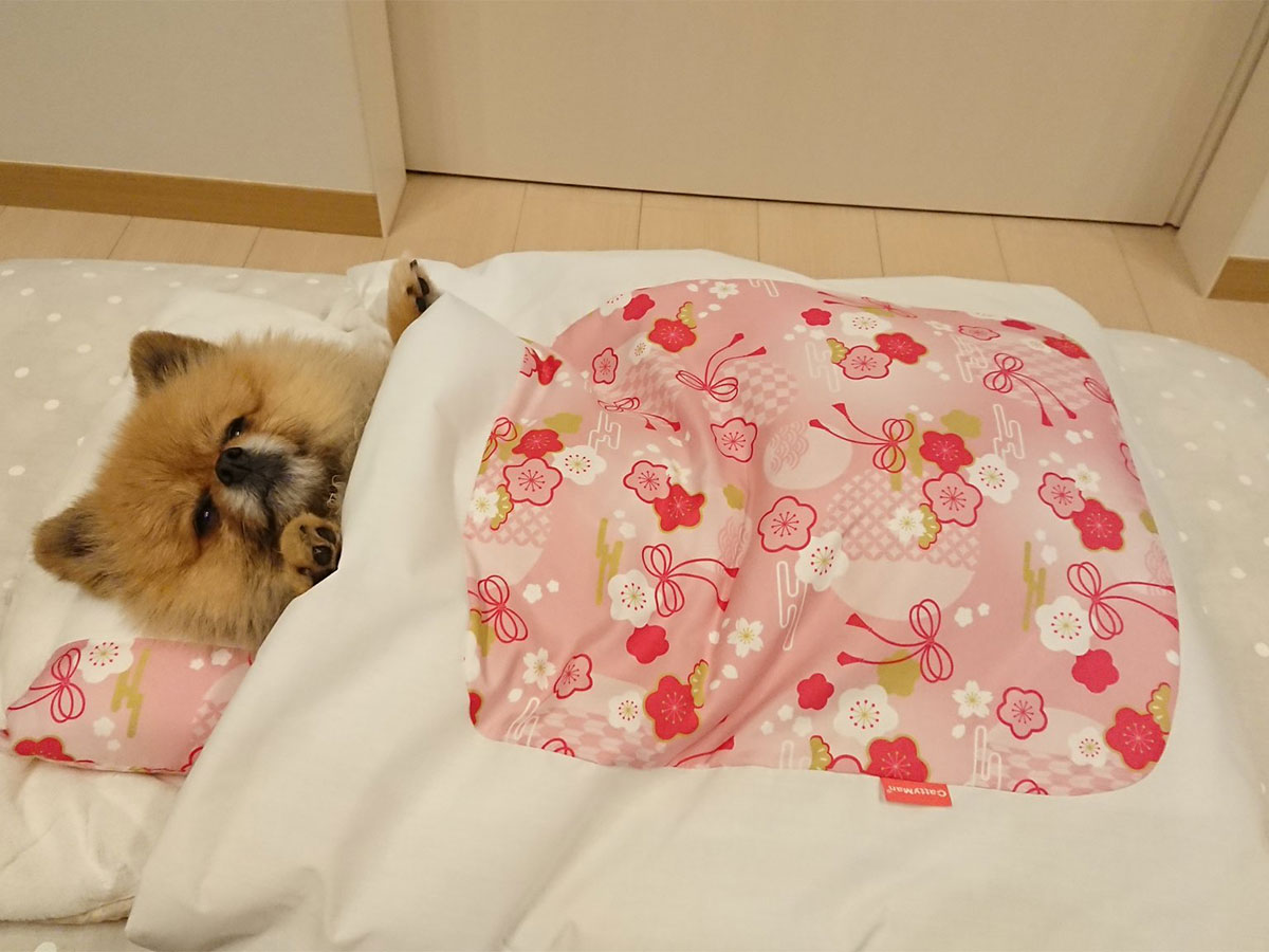 猫用のふとんにポメラニアンを入れると なんて寝姿 癒された ニコニコニュース