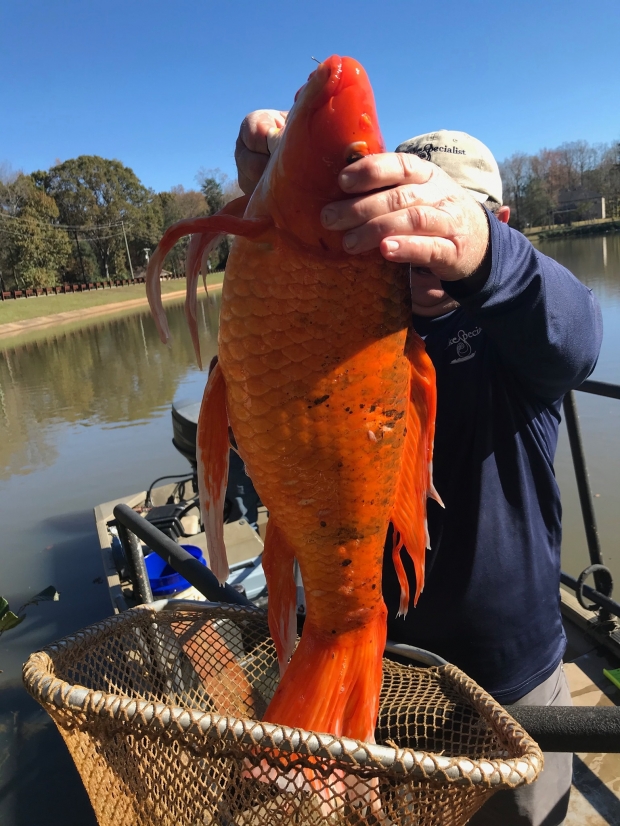 アメリカの湖で巨大金魚が見つかる 生態系の異常か ニコニコニュース