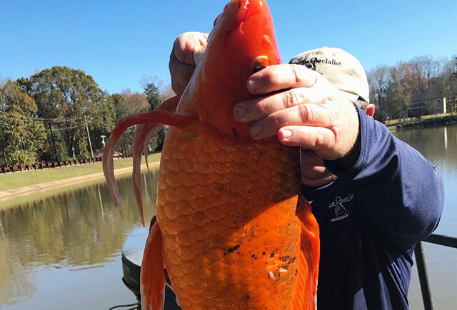 こんなんいました 重さ4キロの巨大金魚が発見される アメリカ ニコニコニュース