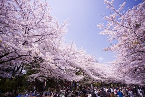 日本人が桜の花を好きな理由 実はとてもシンプルなのだ ニコニコニュース