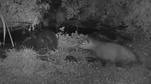 ドンッ オポッサムがスカンクを池に落とす動画がコンテストの優勝作品に ニコニコニュース