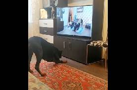 完コピ 犬のエクササイズ動画をみてスクワットや腕立てを真似するワンコが可愛すぎる ニコニコニュース