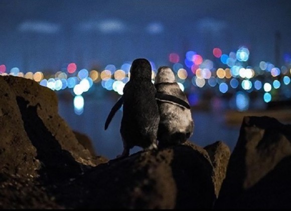 互いに独り身となってしまったペンギン同士が身を寄せ合うあの写真が最優秀作品賞を受賞 オーストラリア ニコニコニュース