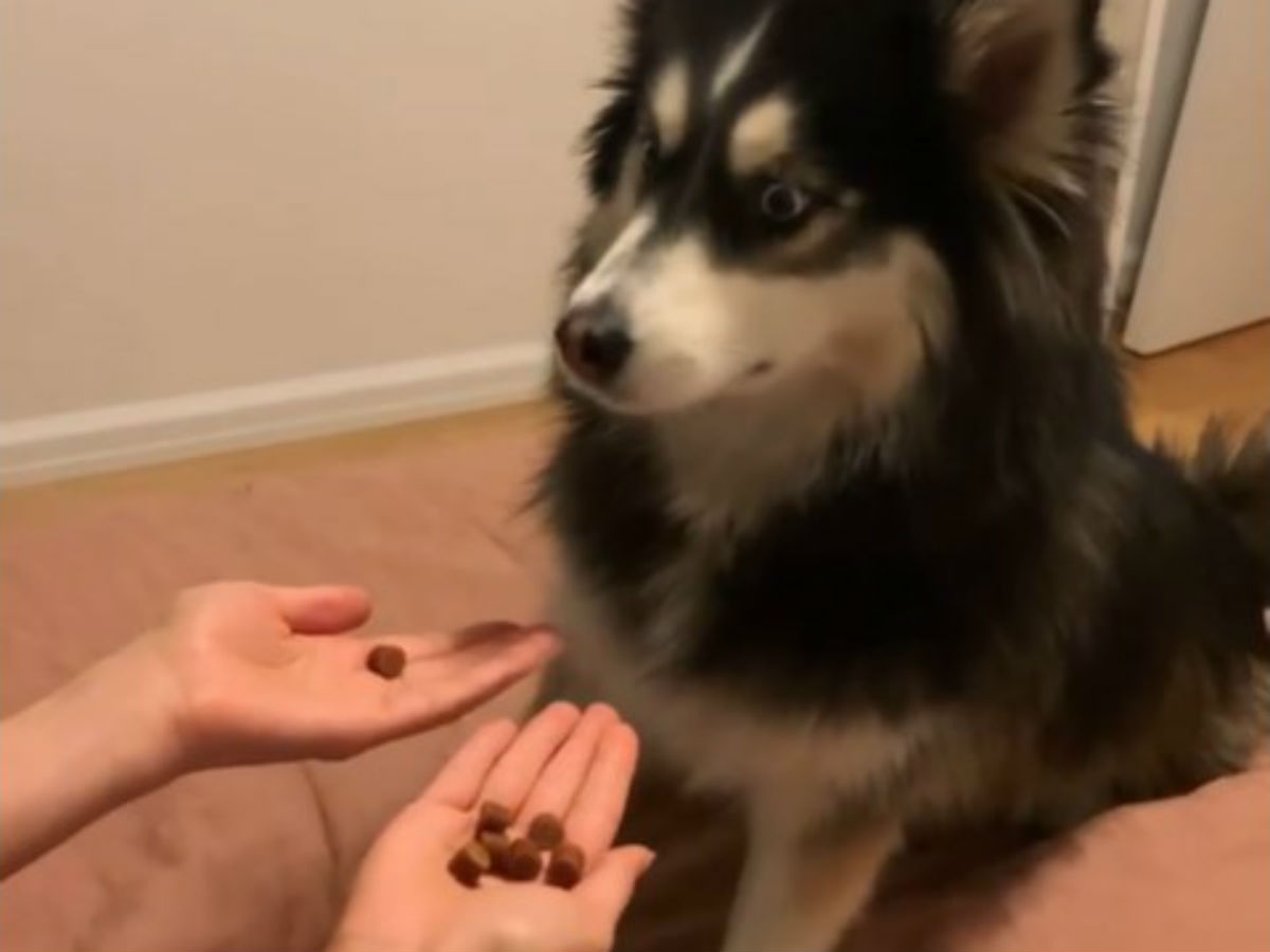 手の中のおやつを当てるゲームをした犬 結果を知った時のリアクションに爆笑 ニコニコニュース