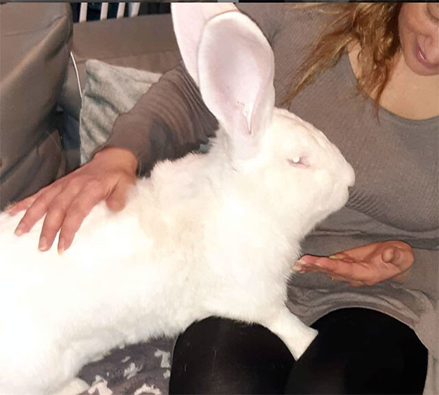 愛の大きさがウサギの大きさを越えた 巨大ウサギへの愛が止まらない夫婦 イギリス ニコニコニュース