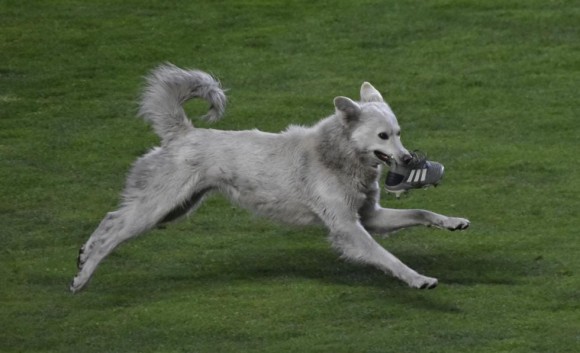 プロサッカーの試合に乱入した野良犬 後に地元選手の飼い犬に ボリビア ニコニコニュース