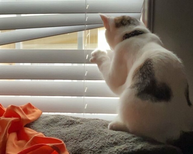猫は見た 窓から外を偵察する猫たちのいる風景 ニコニコニュース