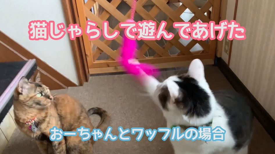 狩りの上手い猫とそうではない猫 猫によって違う 猫じゃらしの遊び方 を比べてみた ニコニコニュース