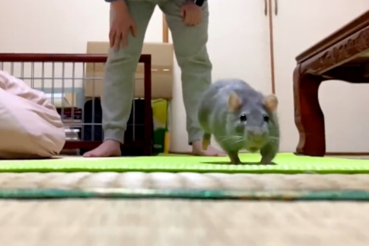 ねずみと人は友だちになれる この言葉を裏付ける飼い主とねずみのボール遊びの動画が話題 ニコニコニュース