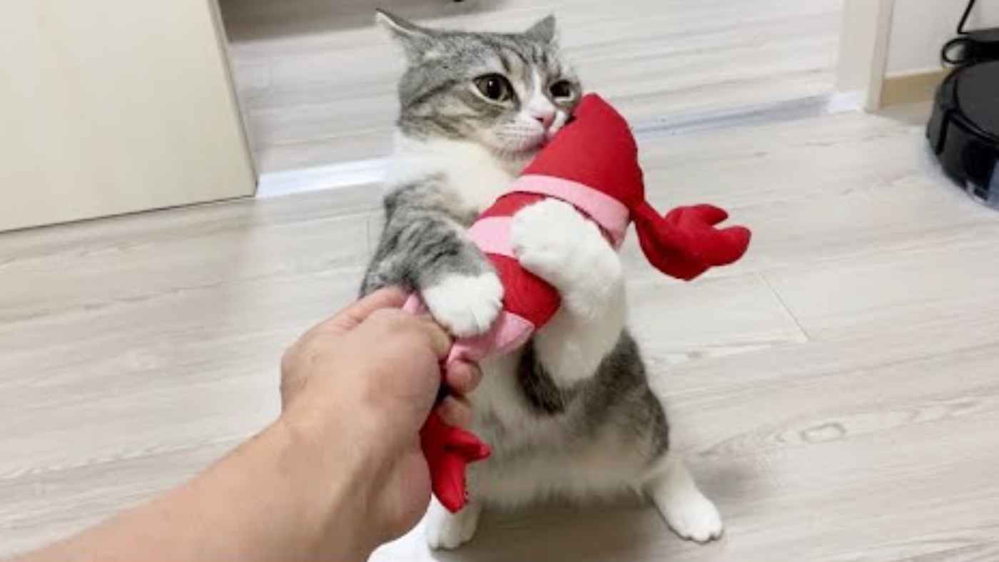 もう君のことは絶対放さにゃい 破れたエビのオペが完了し再会した時の猫の反応が可愛すぎると話題に ニコニコニュース