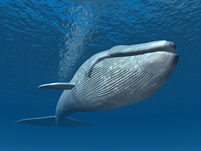 世界最大種のシロナガスクジラ お尻の穴はどれくらい大きいのだろう ニコニコニュース