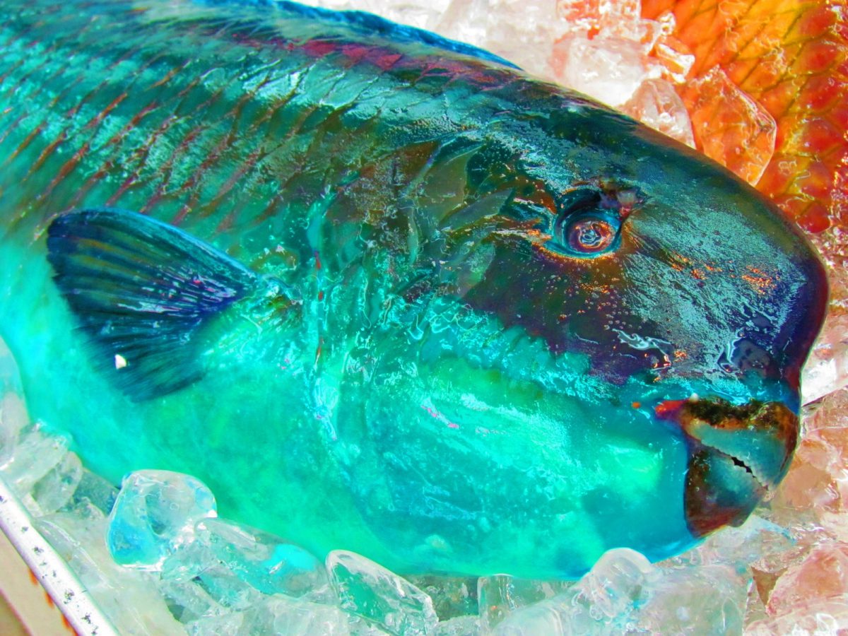 沖縄離島で大量の魚が仮死状態に その衝撃の理由が話題に ニコニコニュース