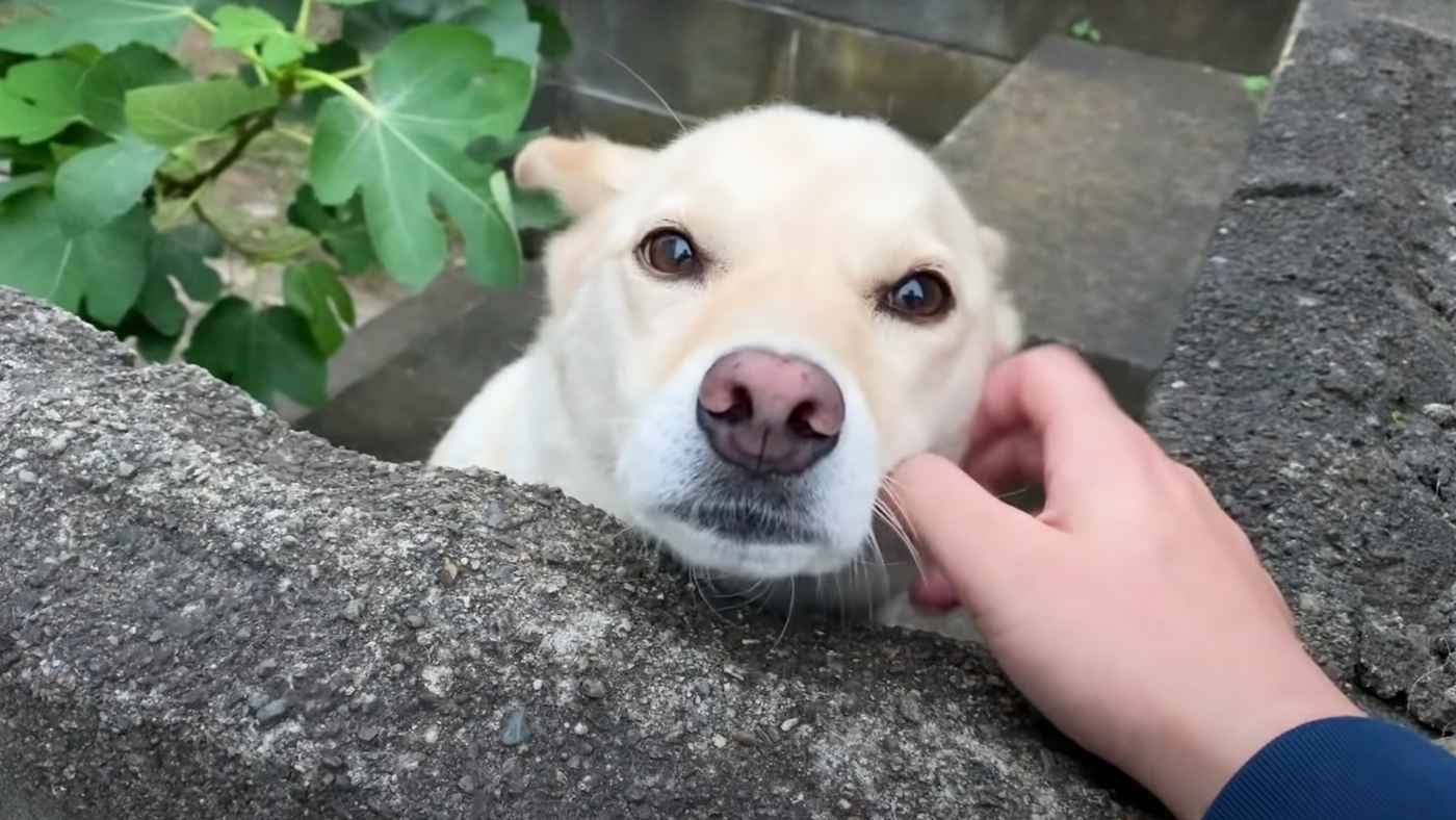 日本一優しい お手 ができるお隣さんの犬が可愛すぎると話題に ニコニコニュース