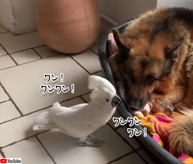 犬の鳴き声で犬を起こそうとするオウム ニコニコニュース