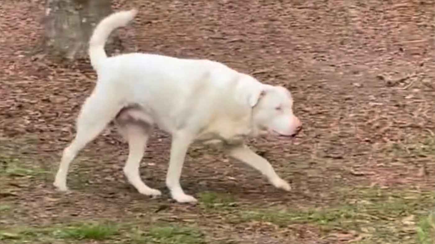 盲目で耳も聴こえない犬がいきなり大興奮で大喜びした理由が泣けると話題に ニコニコニュース