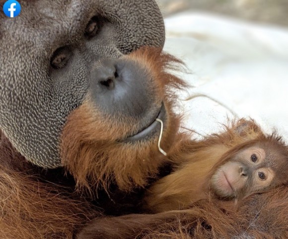 オスのオランウータンが急死した母親に代わって娘をかいがいしく子育て アメリカ ニコニコニュース