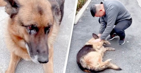 引退した警察犬がハンドラーとの再会に全身で喜びを表す 嬉し涙も ニコニコニュース