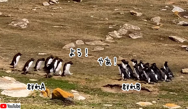 違うそっちじゃない 2つのペンギングループが集まった後に何かが起きる ニコニコニュース