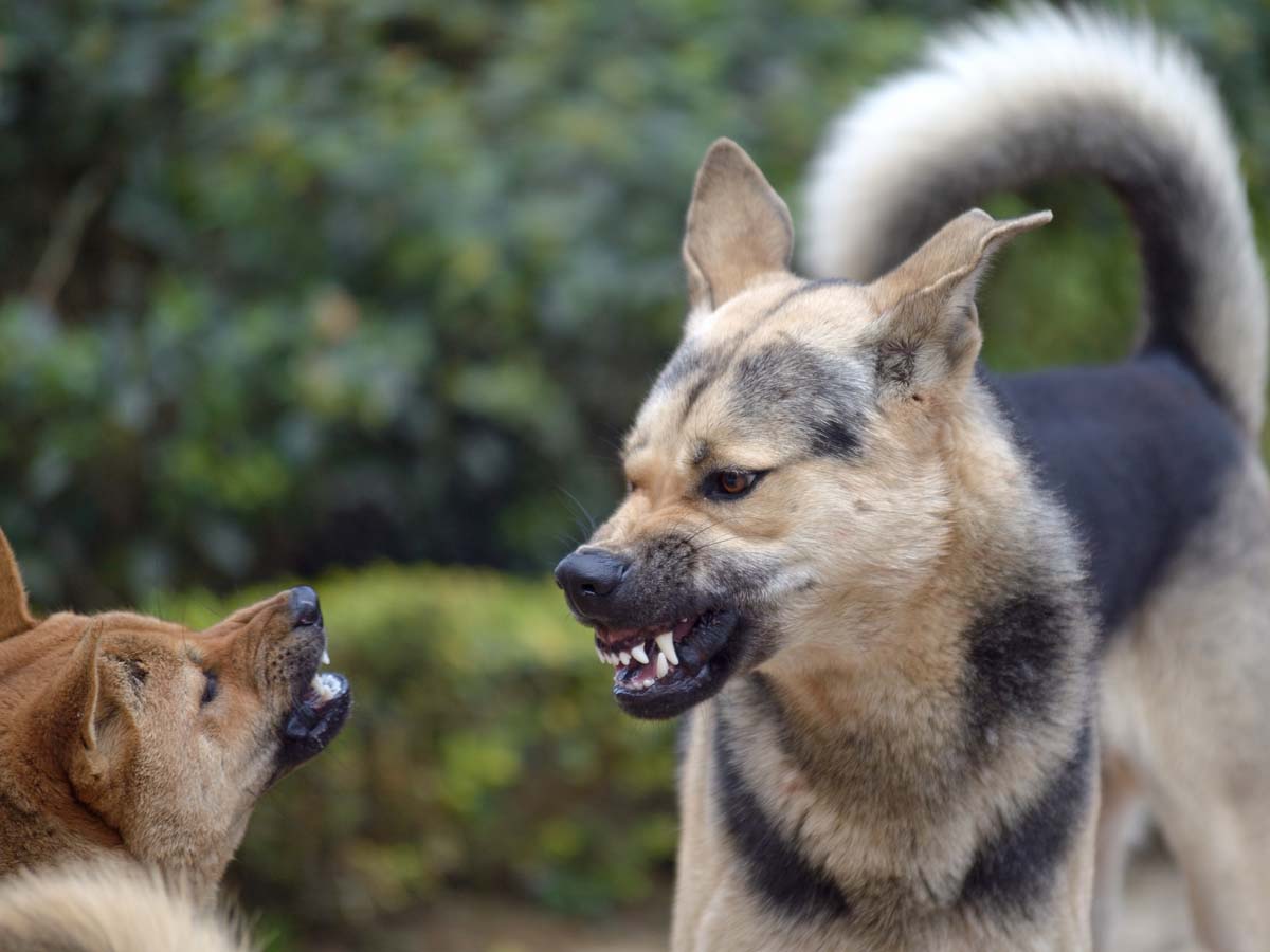 フェンス越しに威嚇し合う２匹の犬 フェンスをどかすと まるでtwitter ニコニコニュース