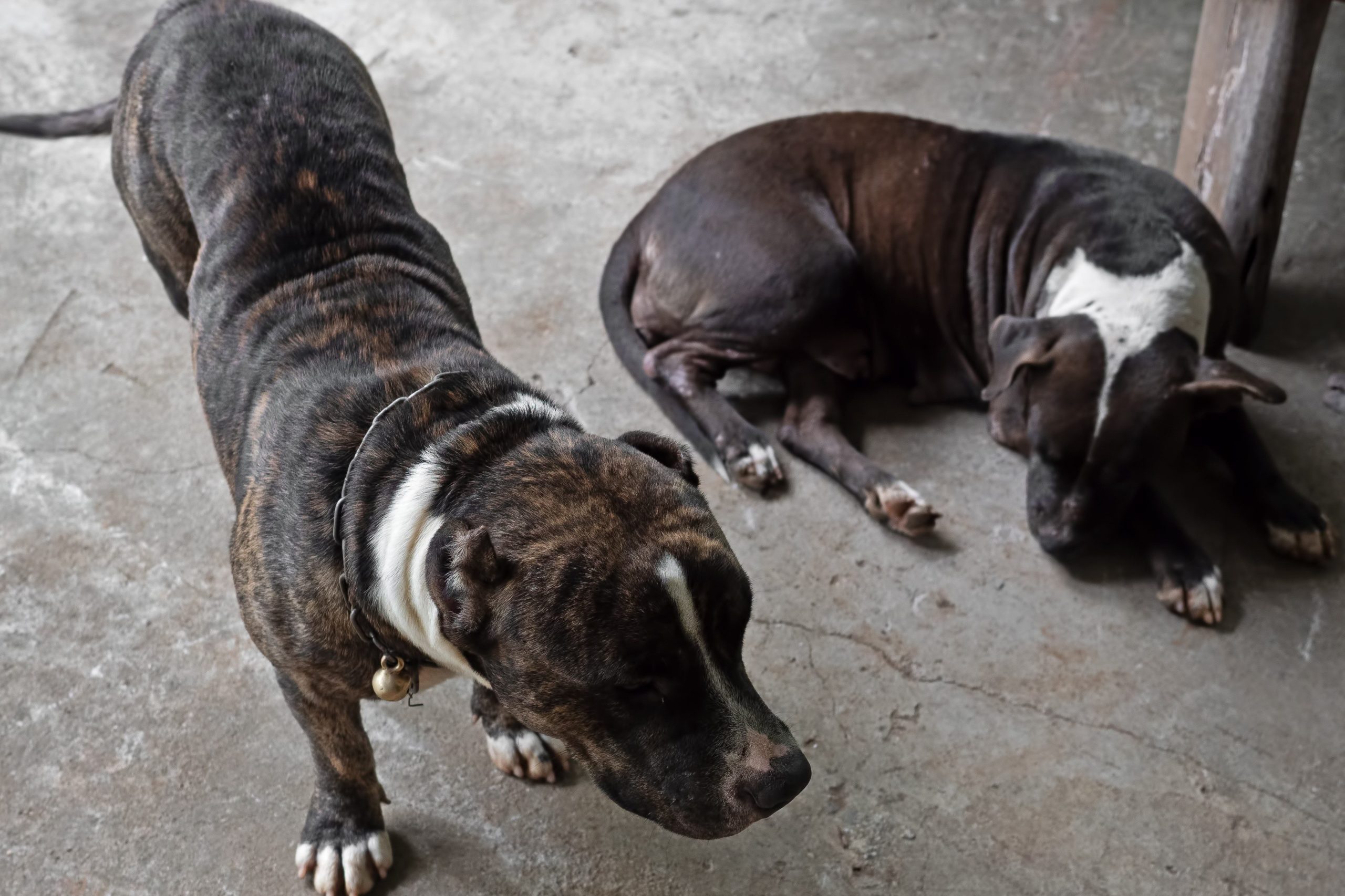 炎上する家で熟睡中の飼い主を起こしに走り 脱出を見届けた愛犬2匹が焼死 ニコニコニュース