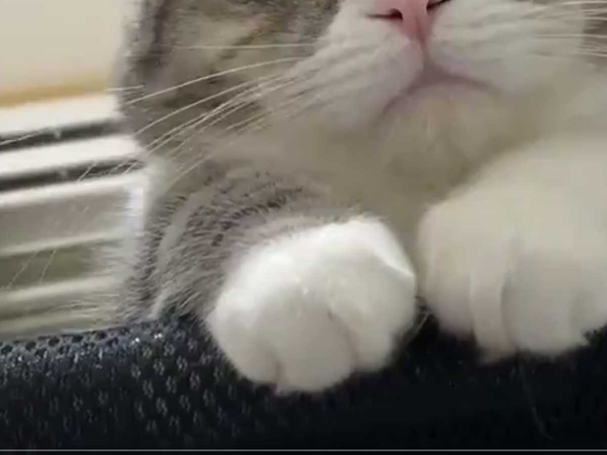寝坊した飼い主 目の前の光景に７万人が 最高の寝起き うちにも来て ニコニコニュース