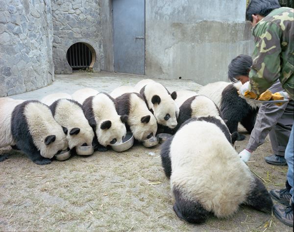 本場 中国のパンダ大量発生写真が可愛すぎてため息 ニコニコニュース