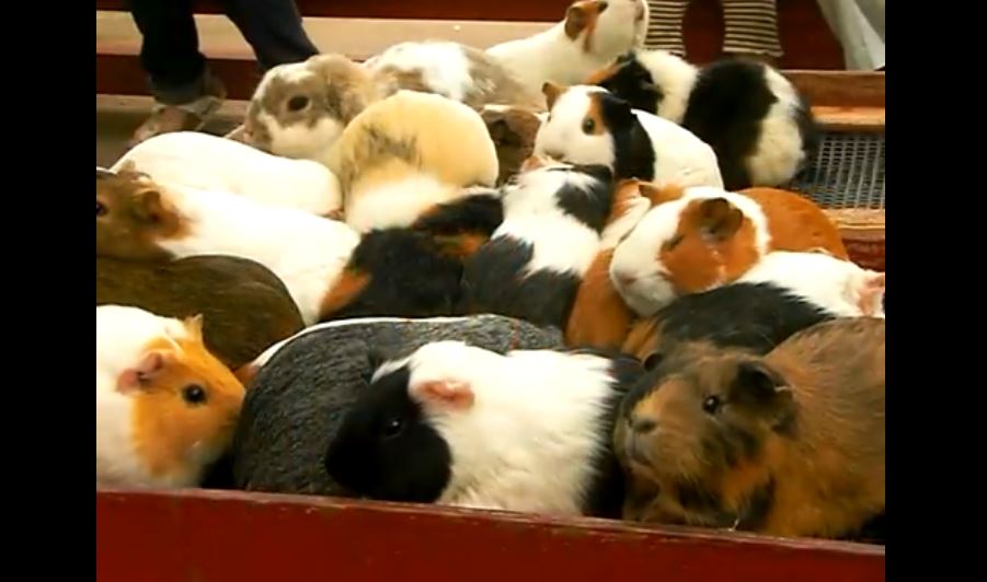 モルモットがいっぱい おしりをフリフリしながら走って小屋へ帰る姿に 何これ 超かわいい モルけつだ の声 ニコニコニュース