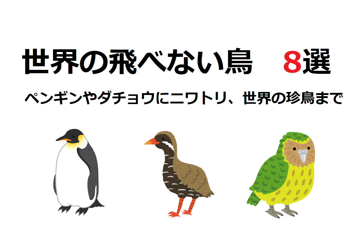 世界に そして日本にも 実は種類が豊富な 飛べない鳥 8選 ニコニコニュース