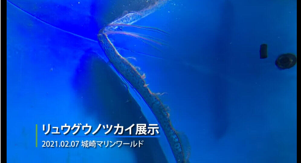 普通は あつ森 でしか見られない 謎の深海魚 リュウグウノツカイ 生体展示に反響 ニコニコニュース