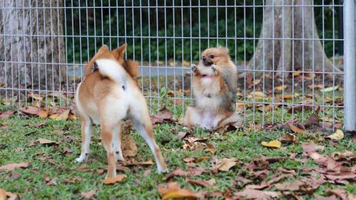 ポメラニアンが柴犬と出会った結果 ドッグランで降参 固まってる ニコニコニュース