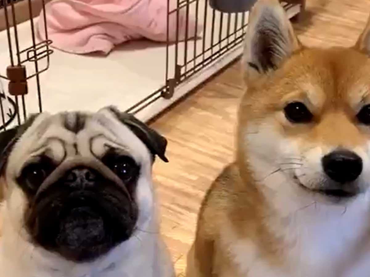 パグと柴犬が これは満点 と称賛された 芸 をご覧ください ニコニコニュース