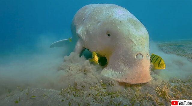 ずっと見てられるやつ 水中の大型草食獣 ジュゴン のお食事シーン ニコニコニュース