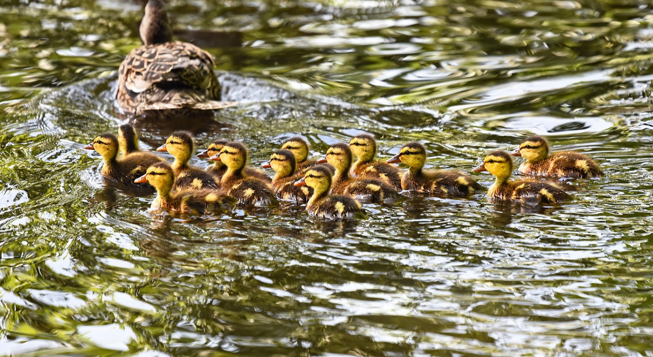 カルガモの親子はなぜ引っ越しをするの そしてカルガモの カル ってどういう意味 ニコニコニュース