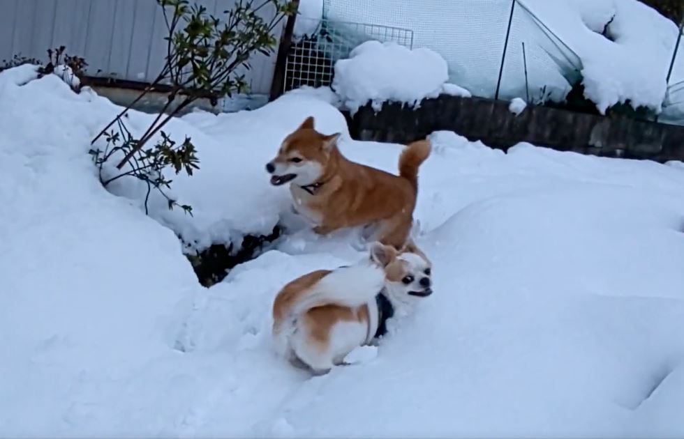 積もった雪にはしゃぐ柴犬 チワワ 庭を駆け回る2匹の姿に 何この幸せな絵面 楽しそうでなにより の声 ニコニコニュース