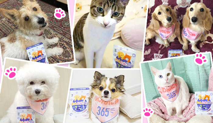 本日2月22日は ねこの日 わかさ生活のペット用サプリメント わんにゃブル や情報サイト わんにゃ365 で愛猫のひ ニコニコニュース