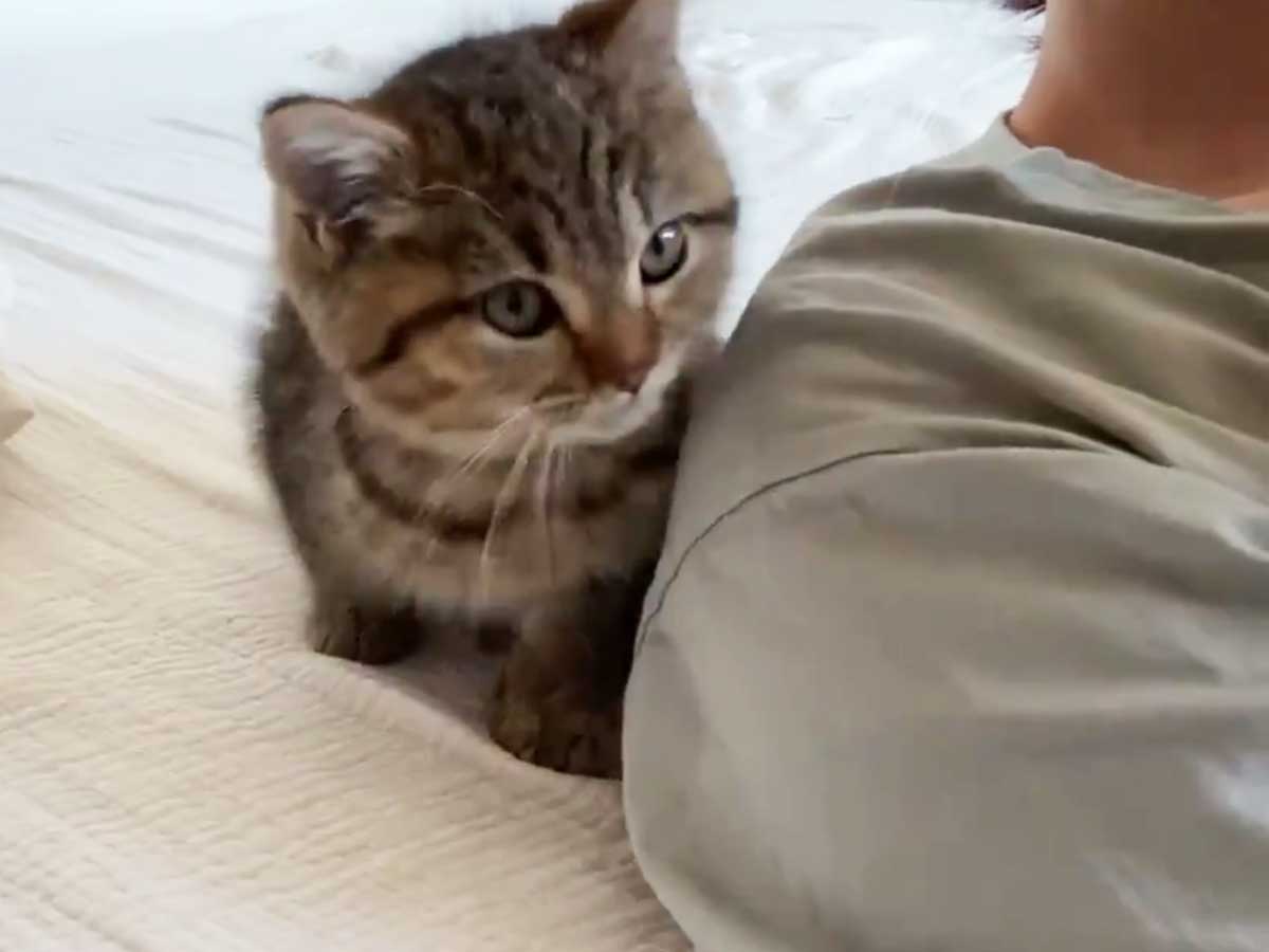 飼い主の背後にいる子猫 とった行動に１０万人が かわいいの大渋滞 尊い ニコニコニュース