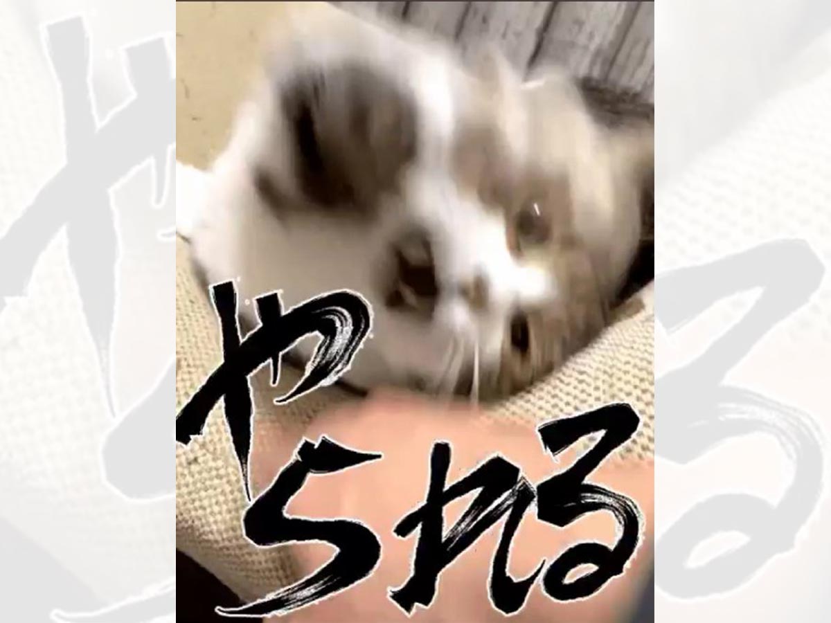 猫ちゃんが大暴れ パワフルすぎる おみくじ に反響 ニコニコニュース