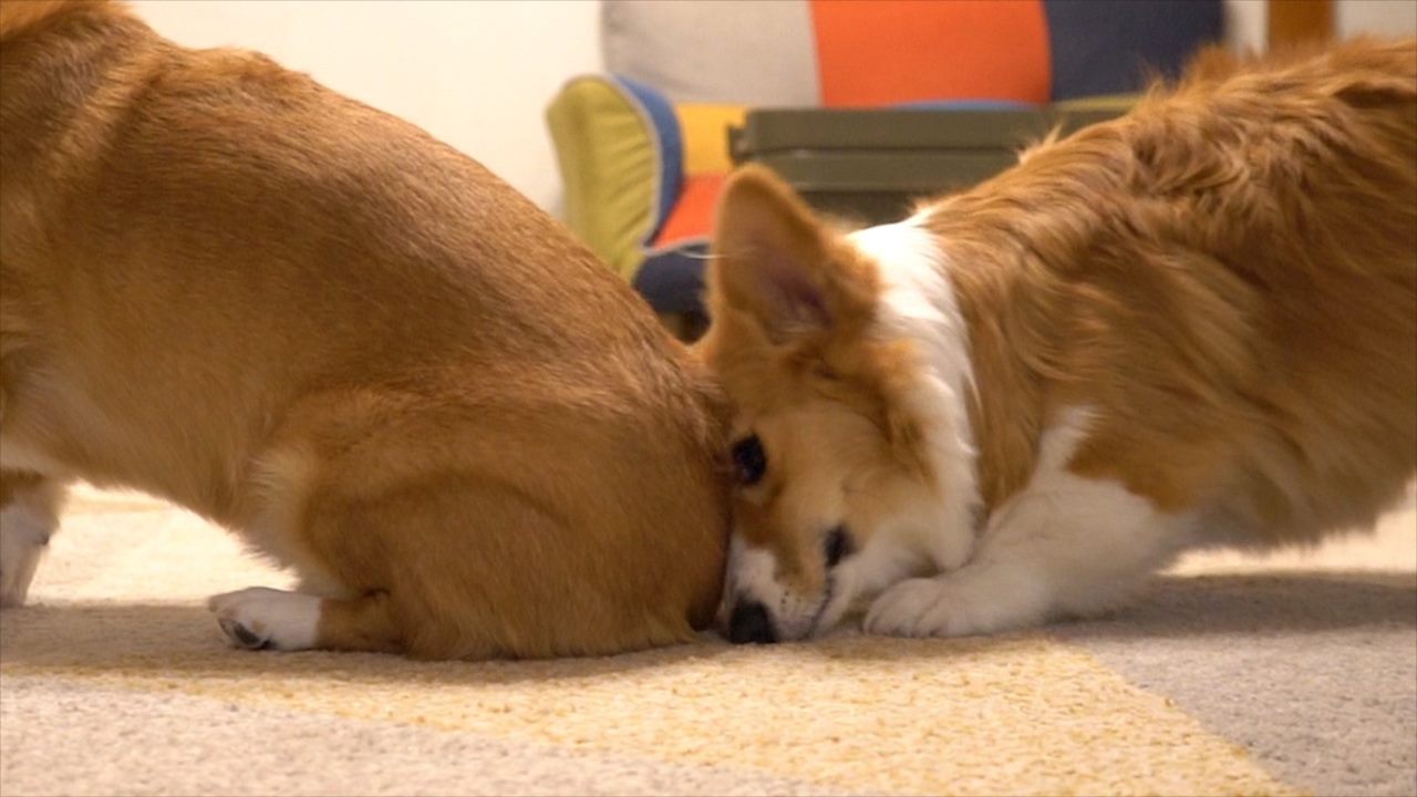 お尻の嗅ぎ方も独特だけど お尻を嗅がれてるワンコがめちゃめちゃイケメンなのも笑った ニコニコニュース