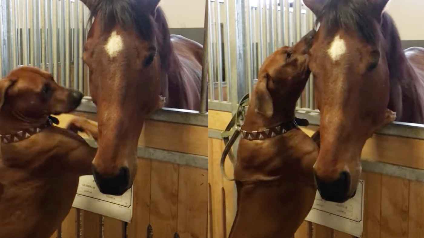 手術の後元気がなかった馬を見た犬の優しい行動が話題に ニコニコニュース